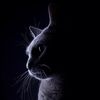 kitten_duo