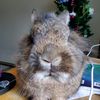 jwbunny79