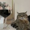 catnwine