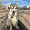 siberianhuskysamara