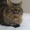 cat_lucky20