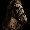 lucy.and.her.horses24