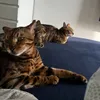 Honey, Nala & Pumbaa