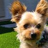 minicooperyorkie