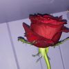 jade_154