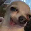 xushietwt