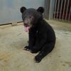 gordynbear