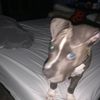 javon0023