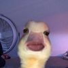 migrainegurly