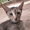 kalonbook