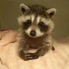 raccoonkid69