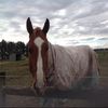 equestrin.queen