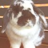 bunny_and_me_show