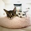 kitter5538