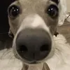 nobodyizlistening