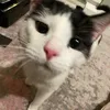 strangeatheart