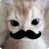 catcrisp
