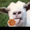 slutforsketti
