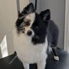 pawcasso.grooming.studio