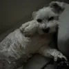 gracefin1