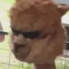 dorkaprily