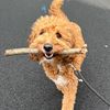 jaxson the dood