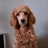 red.poodle.maddie