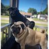 pawpi_dantheman