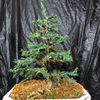 hibonsai