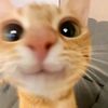 iluvvvvcat