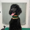 vega_the_poodle