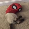 montyisbaby