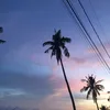 alijkjia
