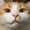 riouxcats