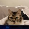 lilfairysleepy