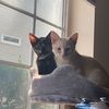 kitty_connoisseur