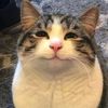 kokocatty