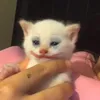 dautaymeowmeow
