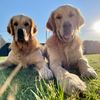 adventuresoflunaandleo