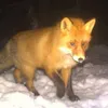 lefox_57