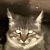 spicyeggcat