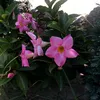 mrits_