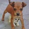 e.chihuahua