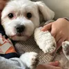 danyloveanimal