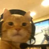 iversonbbascuguin