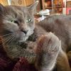 rightmeowmix