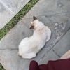 alfiana4