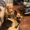 bodhi_and_harper