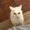 samzytok