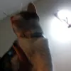 caruki19